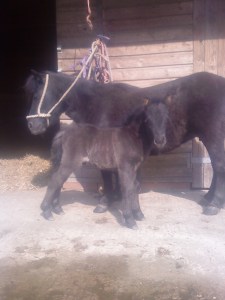 Glanvilles JazzMan 5 Days old